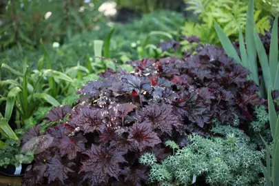 heuchera-palace-purple-3