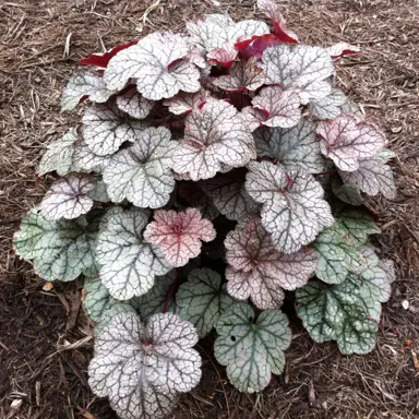 heuchera-silver-scrolls-