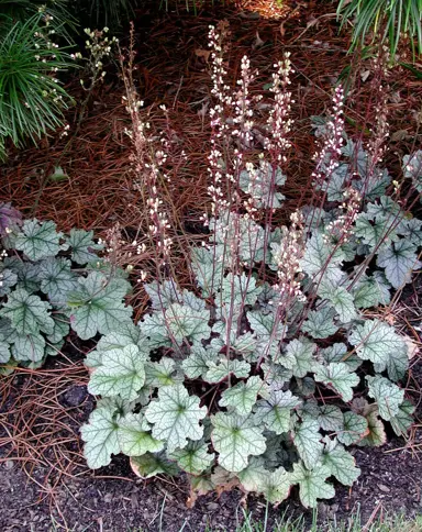 heuchera-silver-scrolls-2