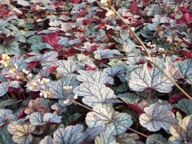 heuchera-silver-scrolls-3