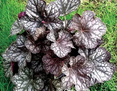 heuchera-velvet-knight-1