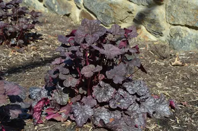 heuchera-velvet-knight-2