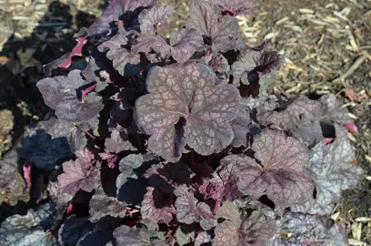 heuchera-velvet-knight-3