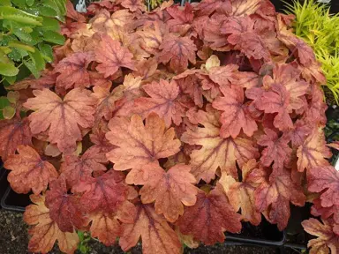 Heucherella 'Sweet Tea' plant with orange-red foliage