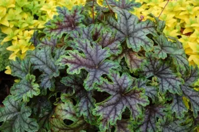 Heucherella 'Tapestry' plant with green and purple leaves.