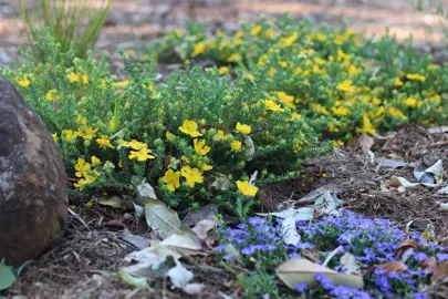 hibbertia-little-rocker-