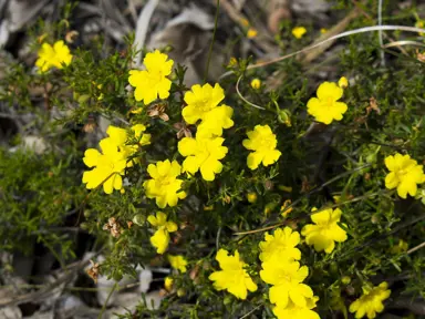 hibbertia-obtusifolia-