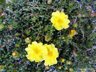 hibbertia-serpylifolia-