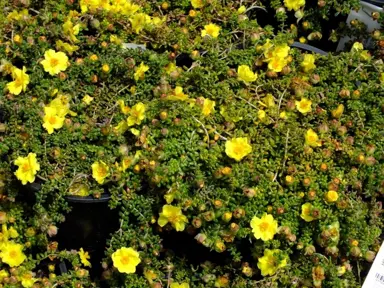 hibbertia-serpylifolia-1