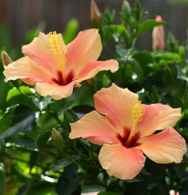 hibiscus-apricot-