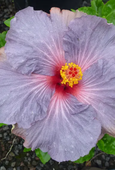 Hibiscus 'Blue Thunder' blue flower.