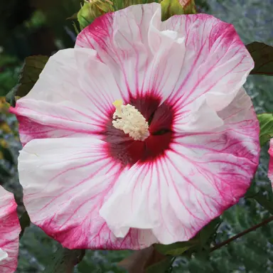 Hibiscus 'Cherry Cheesecake' pink and white flower.