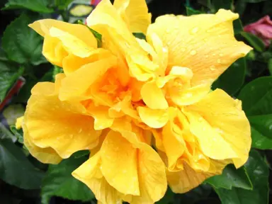 Hibiscus 'Crown Of Bohemia' yellow flower.