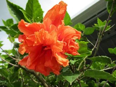 Hibiscus 'Crown Of Warringah' orange flowers.