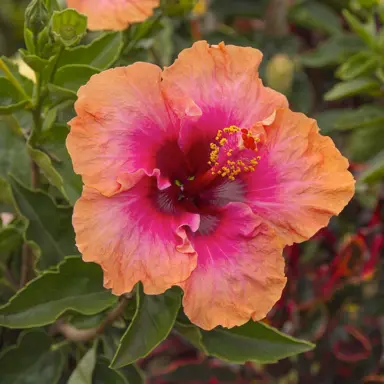 Hibiscus 'Erin Rachel' flower.