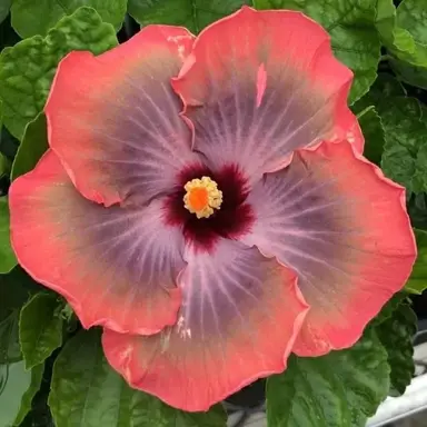 Hibiscus 'Fifth Dimension' flower.