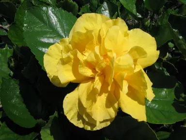 Hibiscus 'Full Moon' yellow flower.