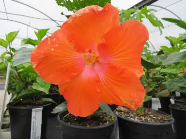 Hibiscus 'Gem' orange flower.