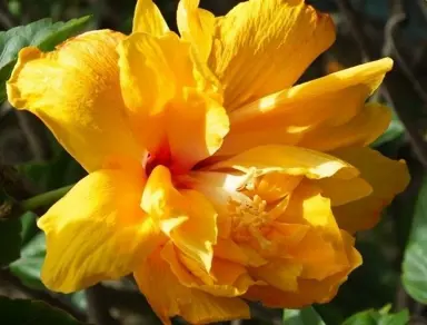 Hibiscus 'Gold Sovereign' yellow flower.