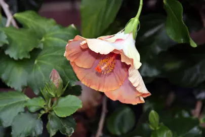 Hibiscus 'Harry Boris' orange flower.