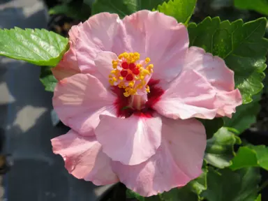 Hibiscus 'Isobel Beard' pink flower.