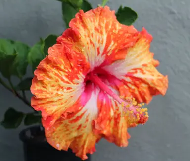 Hibiscus 'Lady Cilento' orange flower.