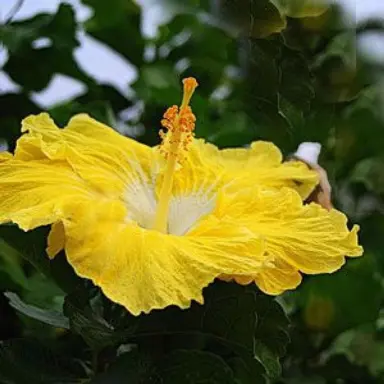 Hibiscus 'Lady Ferguson' yellow flower.