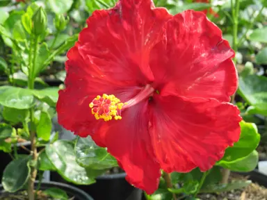 Hibiscus Molly Cummings red flower.