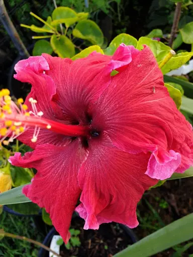 Hibiscus 'Nathan Charles' dark pink flower.