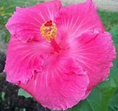 Hibiscus 'Old Frankie' pink flower.