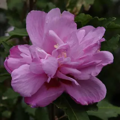 Hibiscus 'Paeonyflorus' double pink flower.