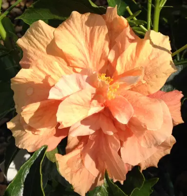 Hibiscus 'Peach Blow' orange flower.