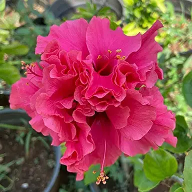 Hibiscus 'Pink Double' flower.