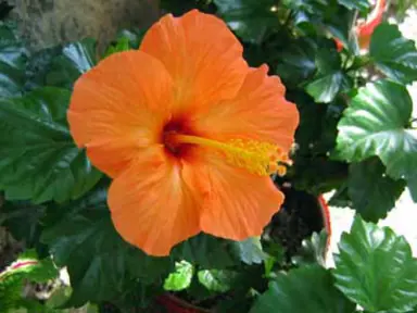 Hibiscus Ritzy orange flower and glossy dark green foliage.