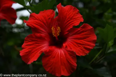 Hibiscus rosa-sinensis red flower.