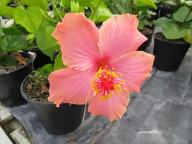 Hibiscus 'Ross Estey' peach-coloured flower.