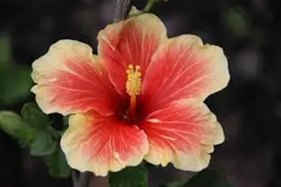 Hibiscus 'Royal Highness' orange and red flower.