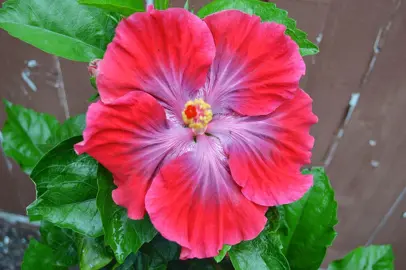 Hibiscus 'Ruby Tuesday' flower.