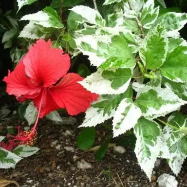 hibiscus-silver-queen-