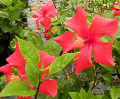 Hibiscus Simmonds Red plant with large, red flowers.