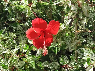 Hibiscus 'Snow Queen' plant with a red and flower and variegated foliage.