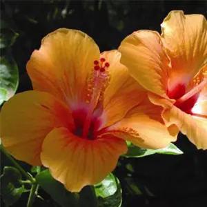 Hibiscus 'Summer Tan' orange flower.