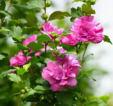 Hibiscus syriacus 'Collie Mullens' pink flowers.