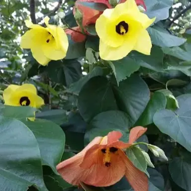 Hibiscus tilaceus plant and yellow flowers.