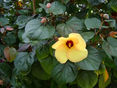 Hibiscus tiliaceus rubra shrub with a yellow flower and dark green foliage.