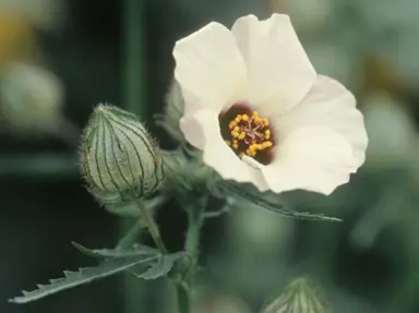 Hibiscus trionum flower.