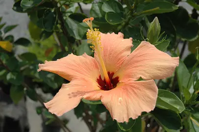 Hibiscus 'Tropical Peach' flower coloured peach.