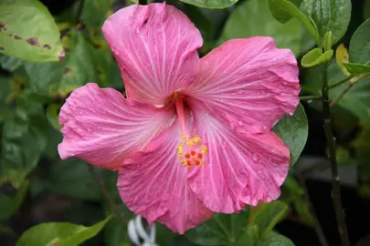 Hibiscus 'Tui Song' pink flower.