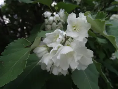 Hoheria glabrata green foliage and white flowers.