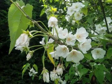 Hoheria lyallii tree with white flowers.